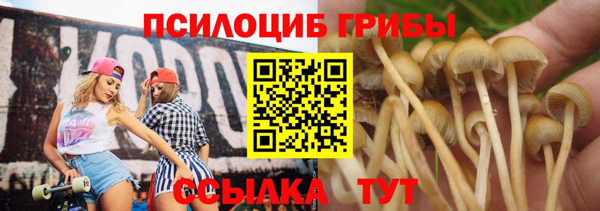 Галлюциногенные грибы Cubensis  как найти наркотики  Богданович  Вход с VPN 